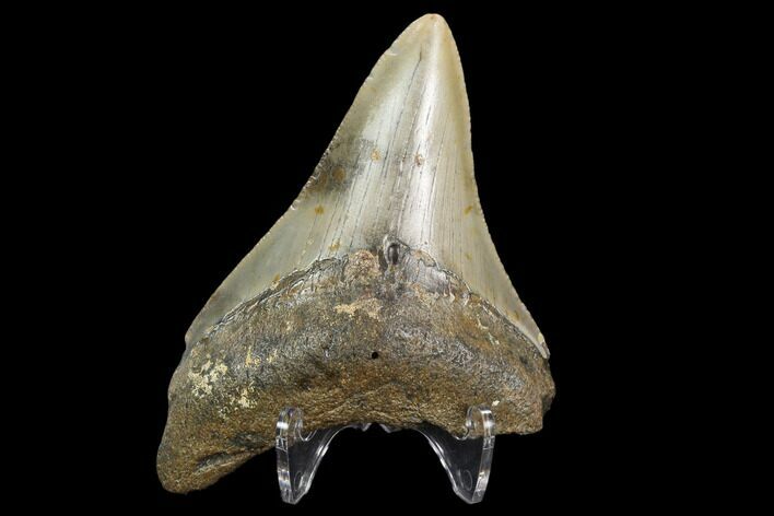 Bargain, 3.38" Fossil Megalodon Tooth - North Carolina